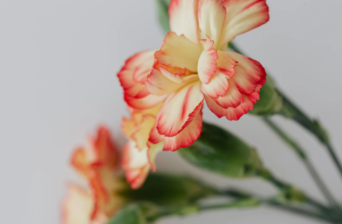 Leaf Bonding Strength Checks