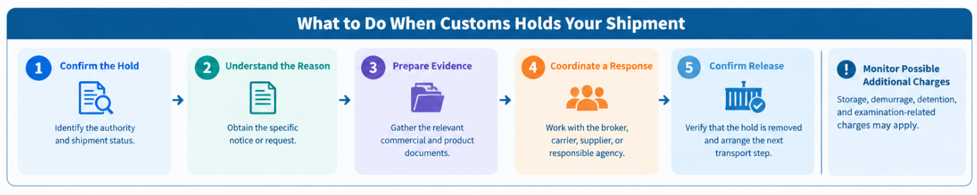 Five-step flowchart for responding to a customs hold, from confirming the status to providing documents, coordinating with service providers, and confirming release.